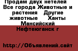 Продам двух нетелей - Все города Животные и растения » Другие животные   . Ханты-Мансийский,Нефтеюганск г.